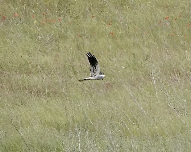 Montagu's harrier